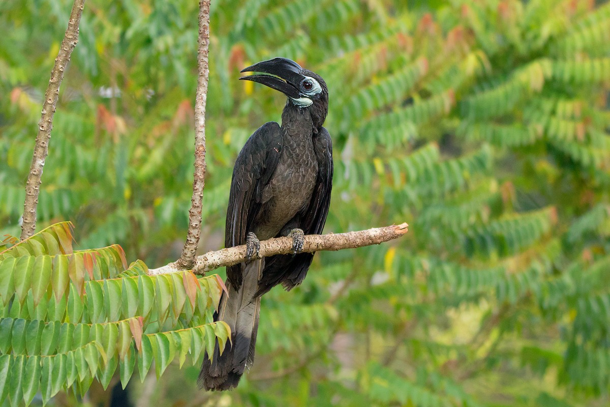 Bushy-crested Hornbill - Ayuwat Jearwattanakanok