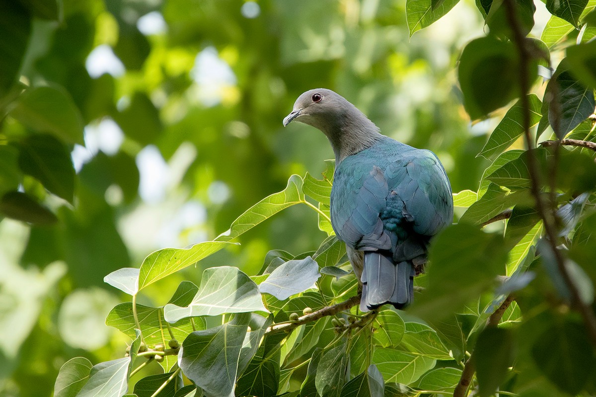 Green Imperial-Pigeon (Green) - ML172589471