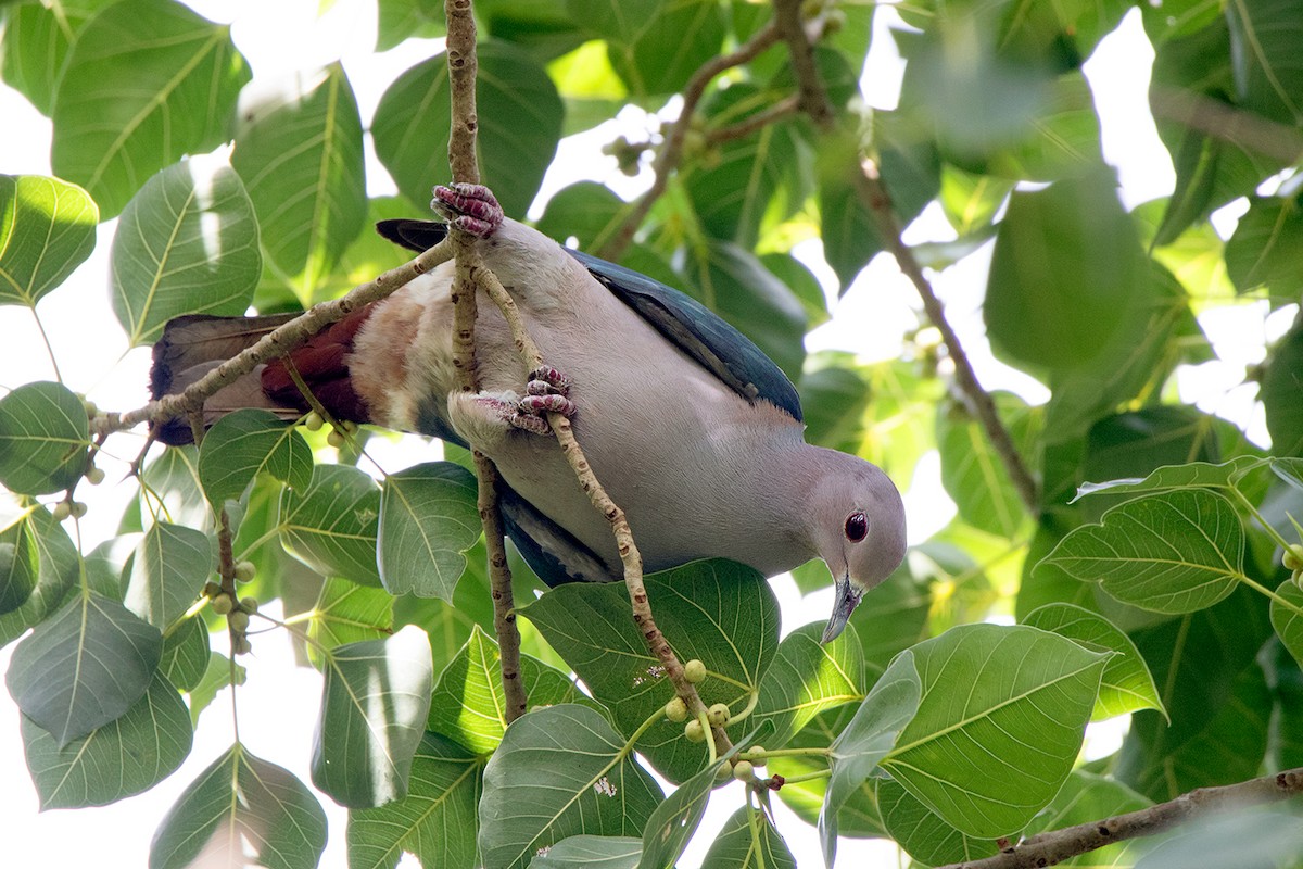 Green Imperial-Pigeon (Green) - ML172589491