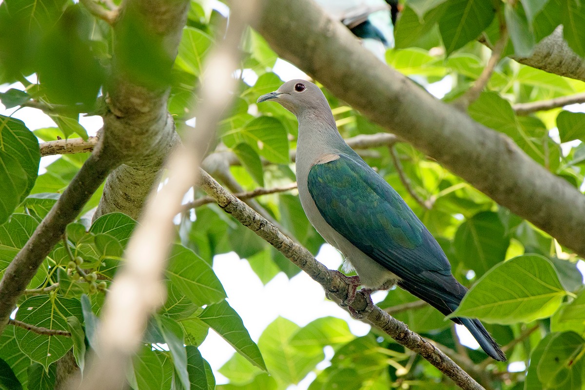 Green Imperial-Pigeon (Green) - ML172589501