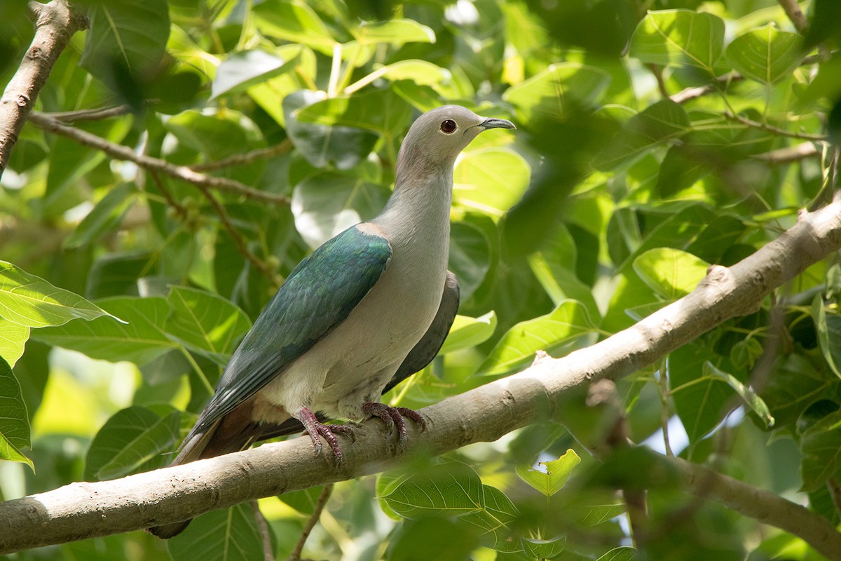 Green Imperial-Pigeon (Green) - ML172589511