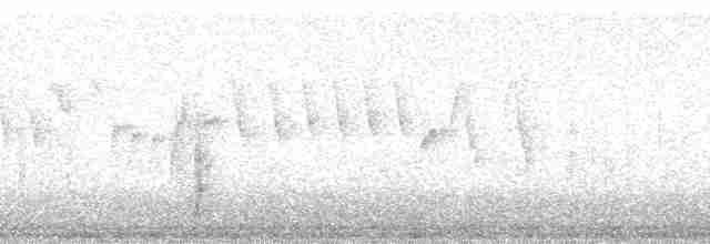 Reinita Citrina (striaticeps) - ML17259