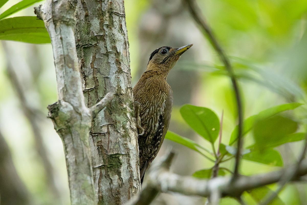Streak-breasted Woodpecker - ML172590111