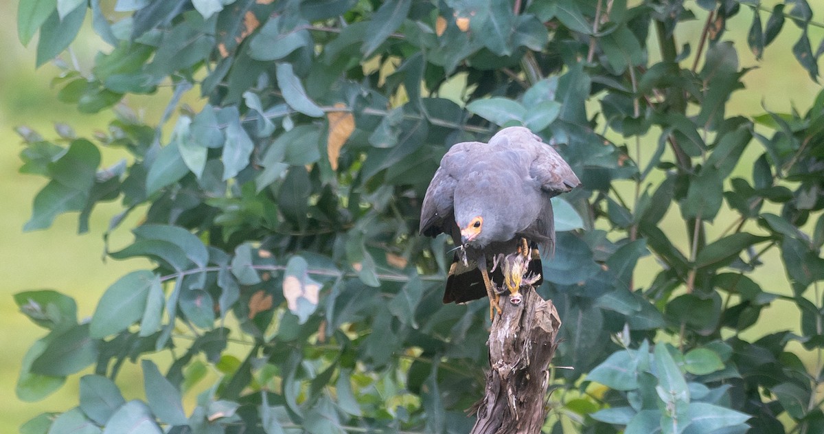 African Harrier-Hawk - Forest Botial-Jarvis