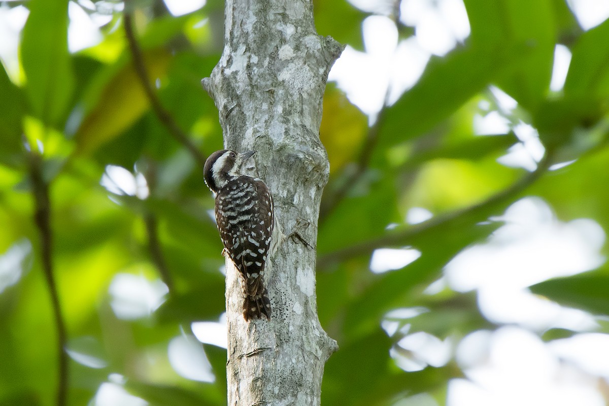 Sunda Pygmy Woodpecker - ML172592181