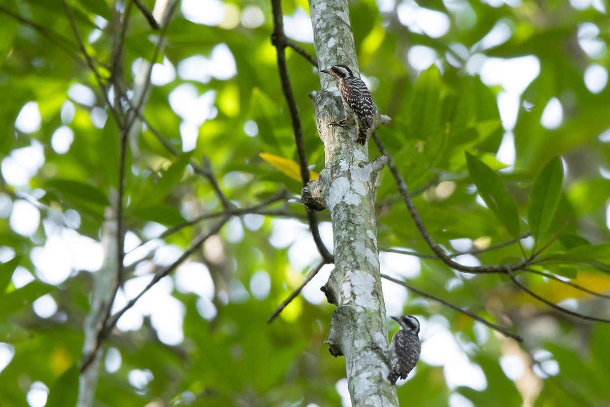 Sunda Pygmy Woodpecker - ML172592191