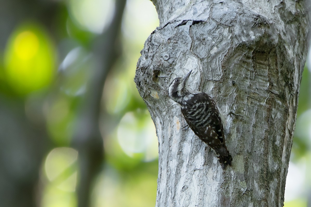 Sunda Pygmy Woodpecker - ML172592201