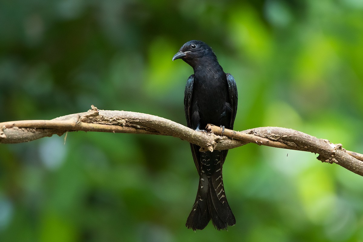 Square-tailed Drongo-Cuckoo - ML172592421