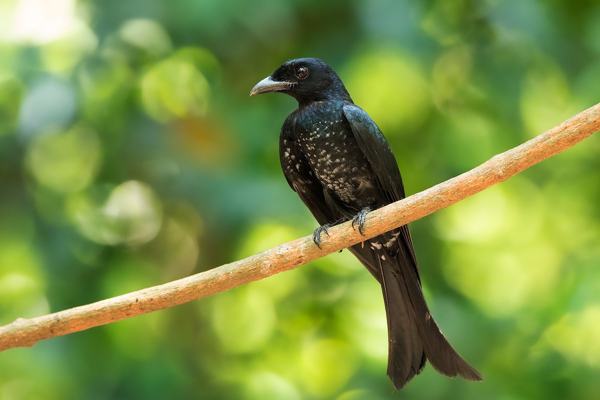Crow-billed Drongo - Ayuwat Jearwattanakanok