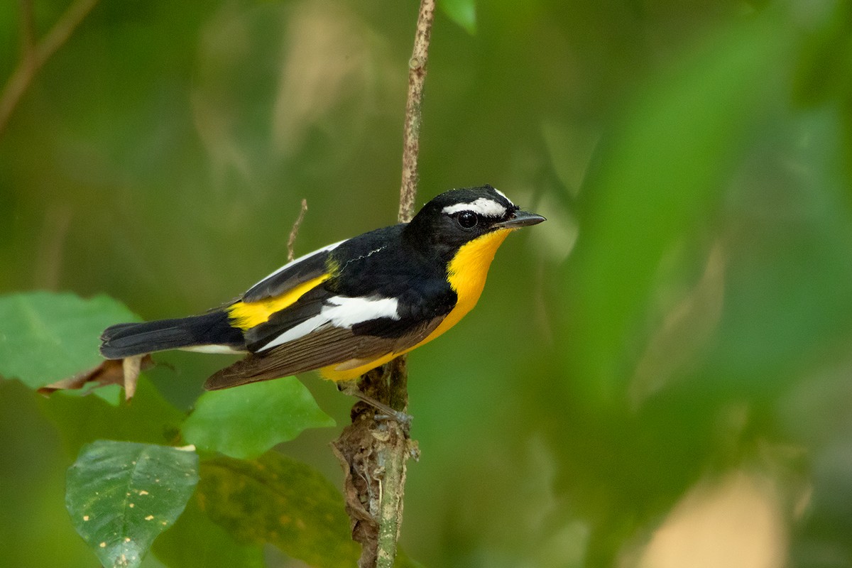 Yellow-rumped Flycatcher - Ayuwat Jearwattanakanok