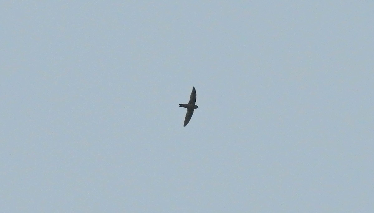 Indian Swiftlet - ML172594751