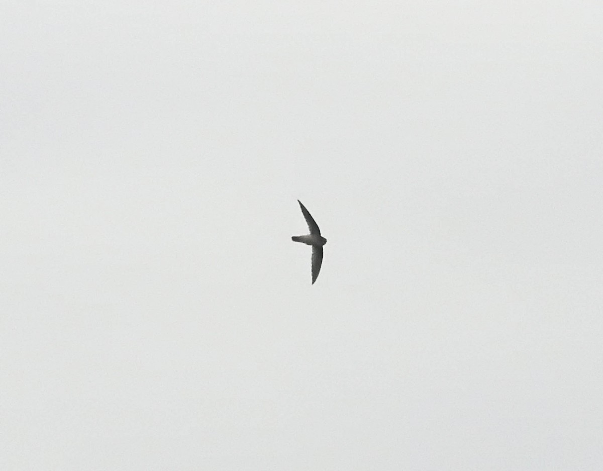 Indian Swiftlet - ML172594761