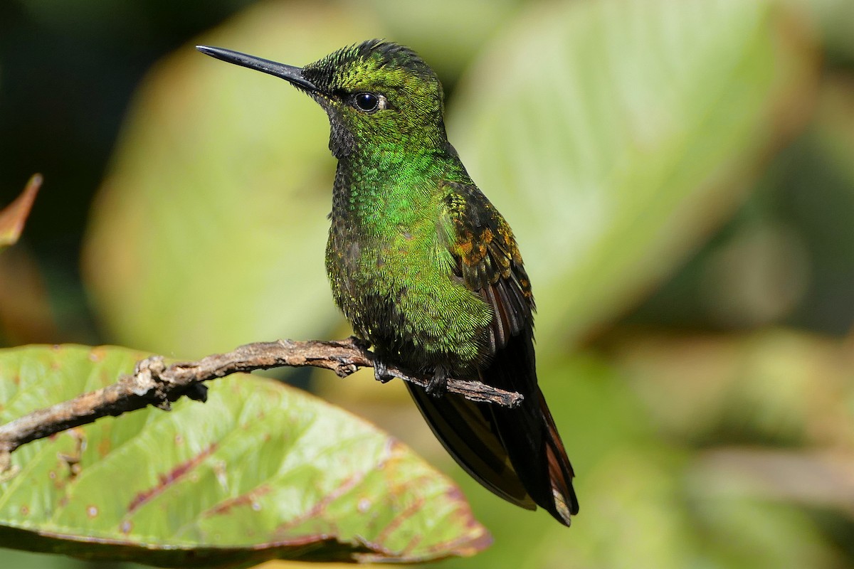 kolibřík brazilský - ML172594911