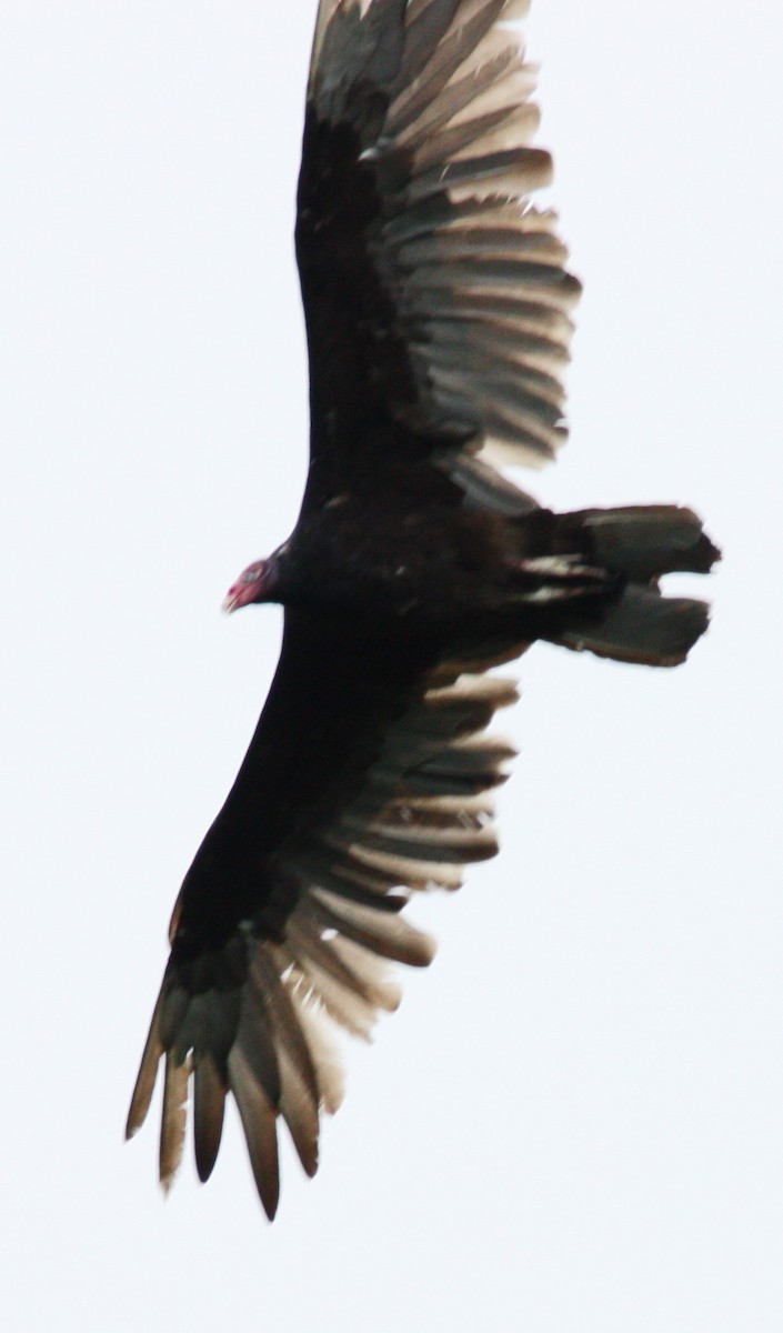 Turkey Vulture - Cathy Cox