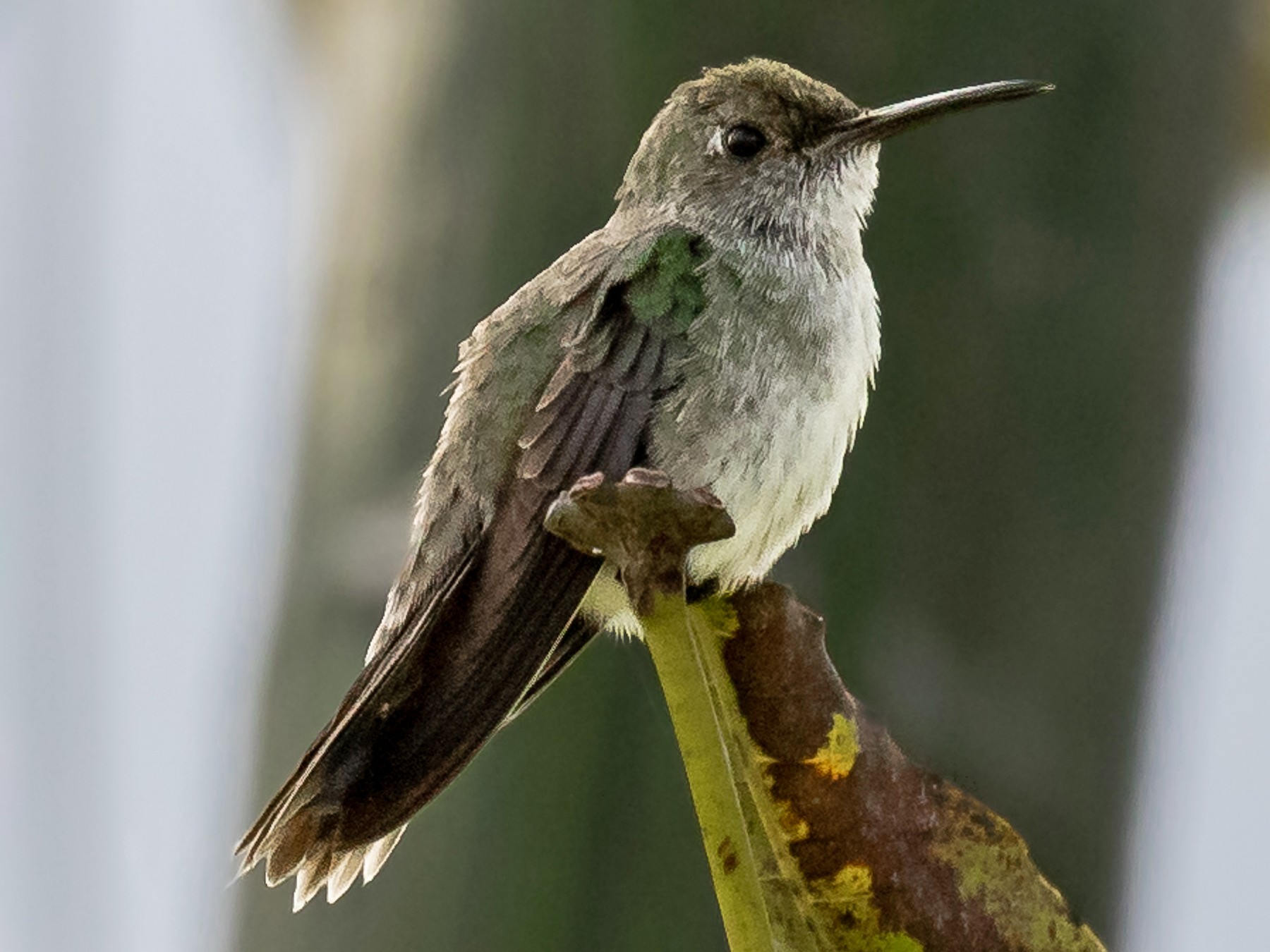 Olive-spotted Hummingbird - Héctor Bottai
