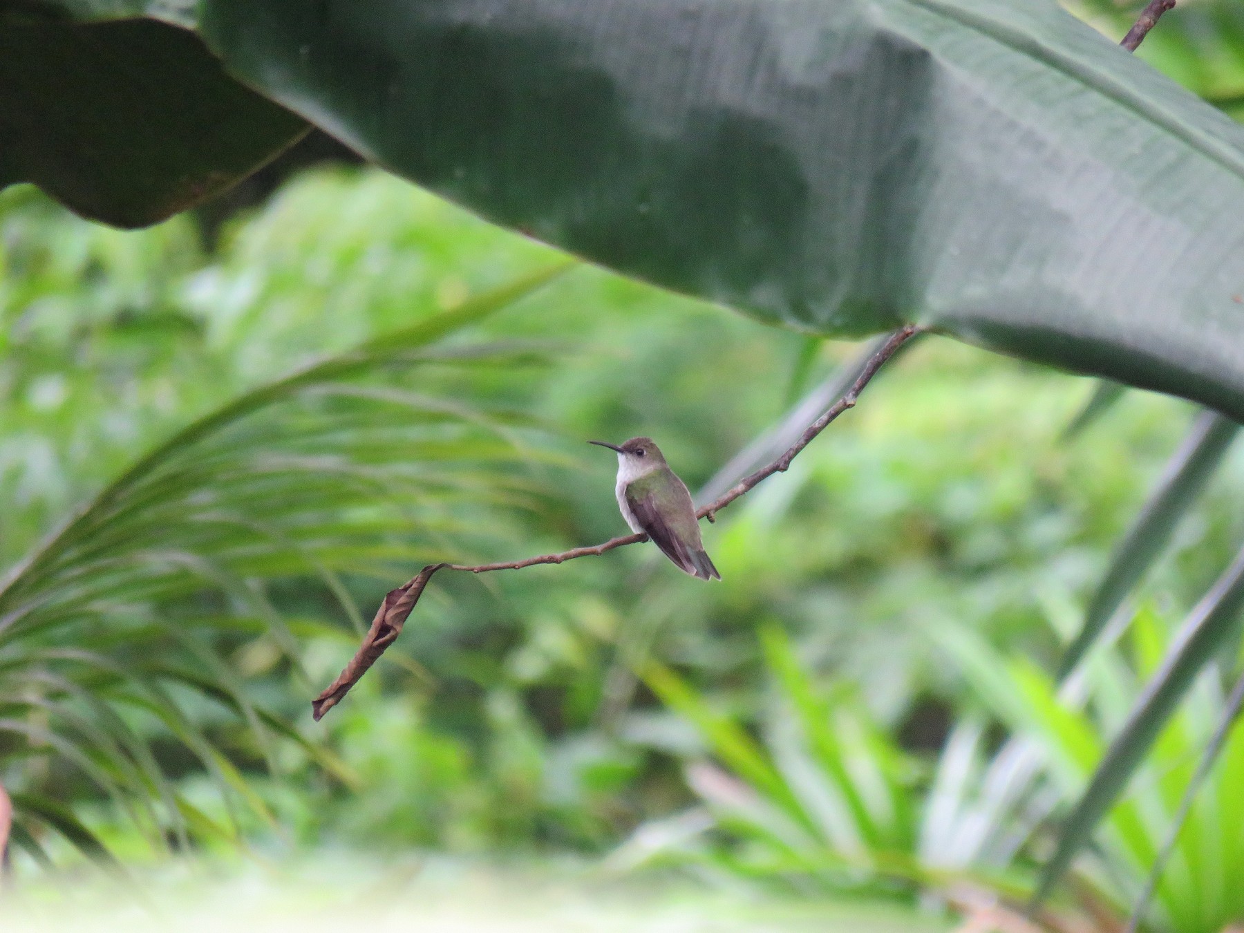 Olive-spotted Hummingbird - Hugo Foxonet