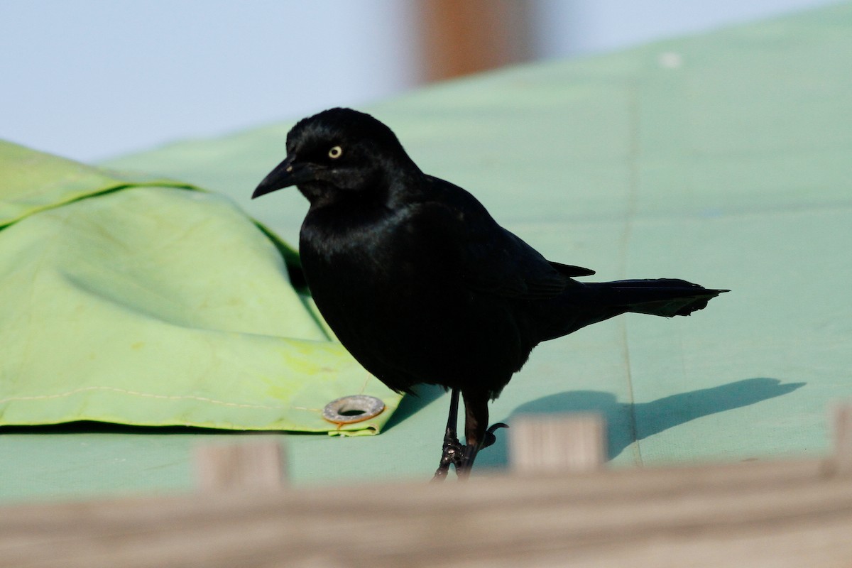 Boat-tailed Grackle - ML172596881