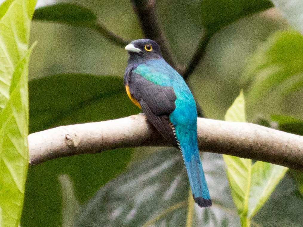 Amazonian Trogon - Paul Fenwick