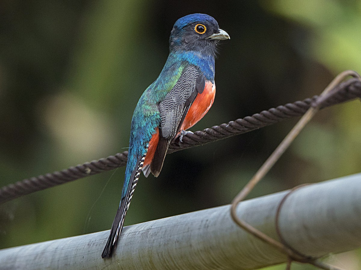 Blue-crowned Trogon - eBird