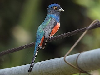  - Blue-crowned Trogon