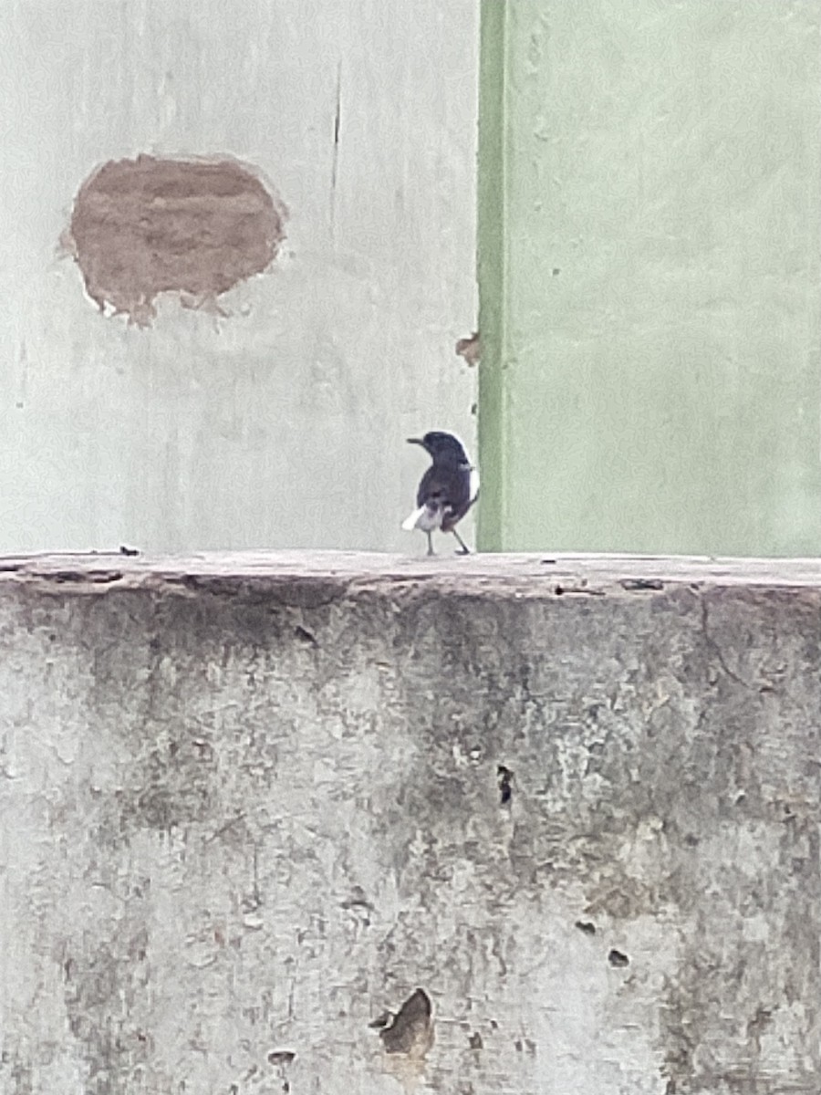 Oriental Magpie-Robin - Ramaswamy V