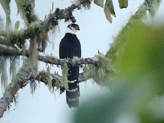  - Buckley's Forest-Falcon