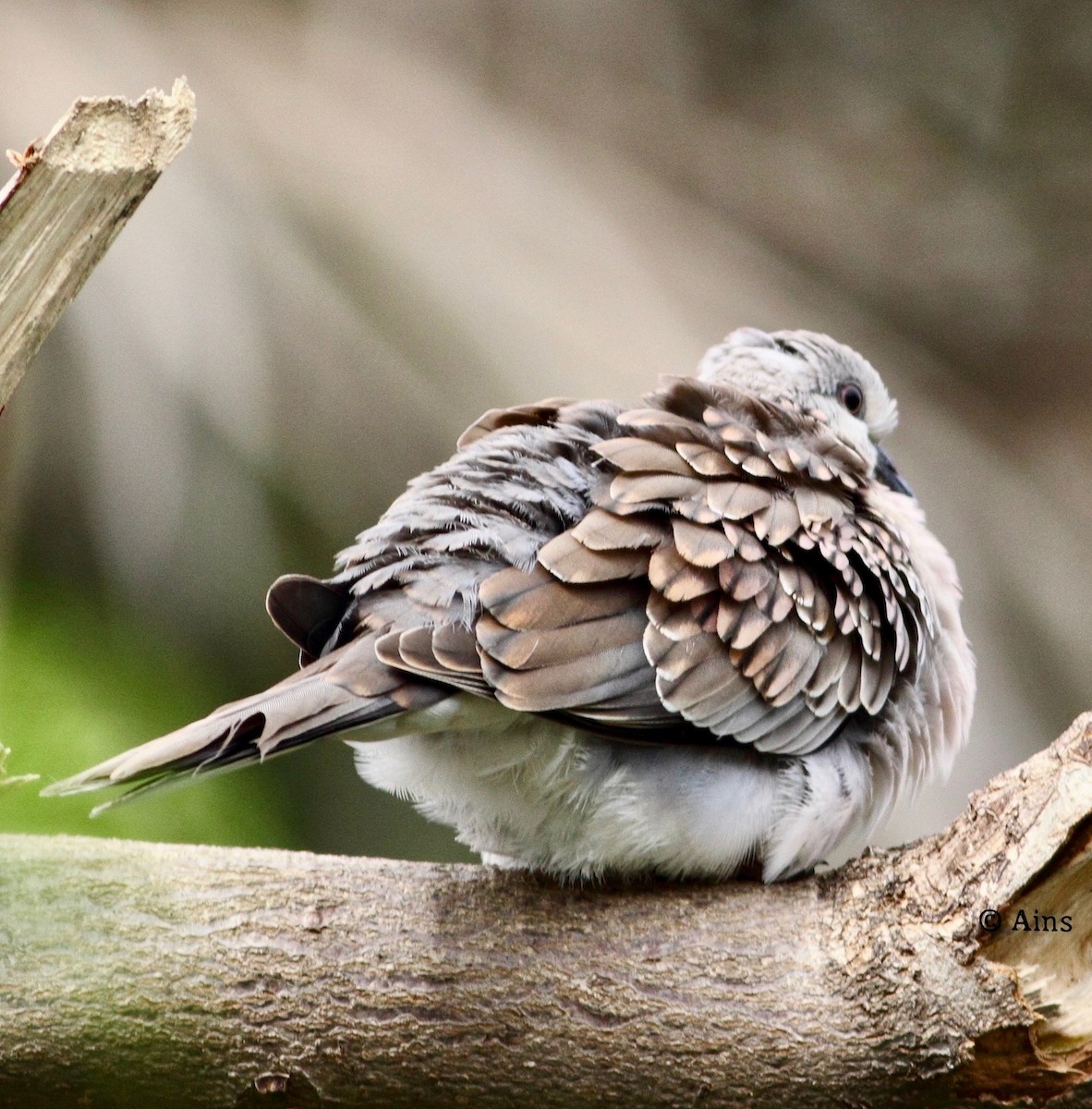 Spotted Dove - Ains Priestman