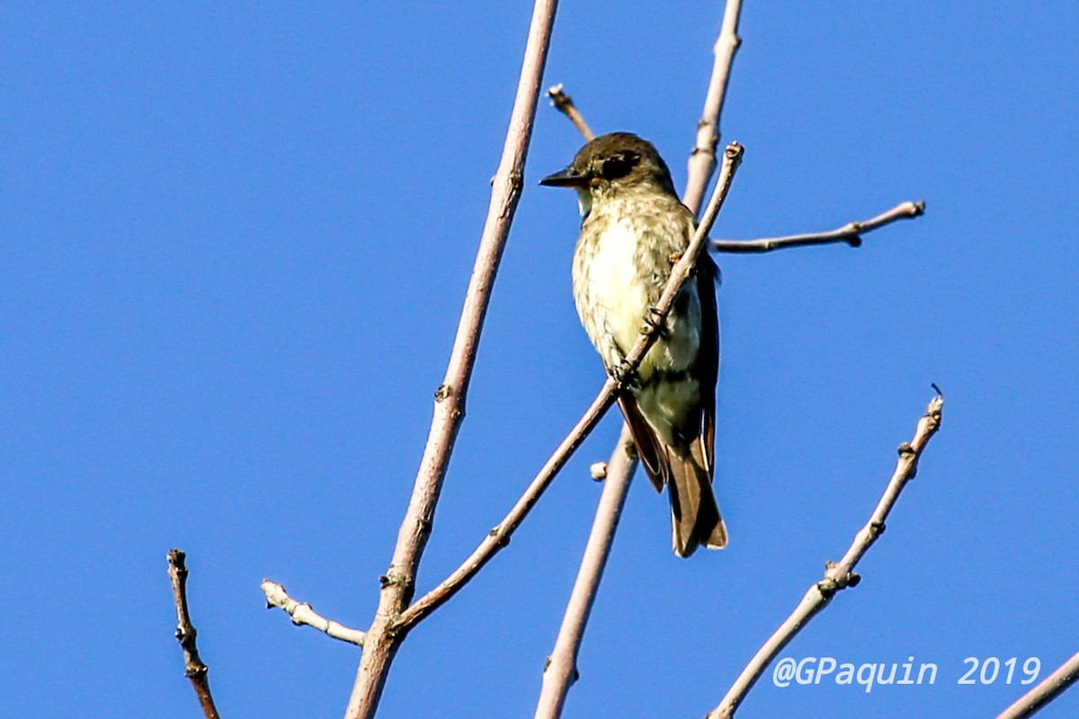 Olive-sided Flycatcher - Guy Paquin