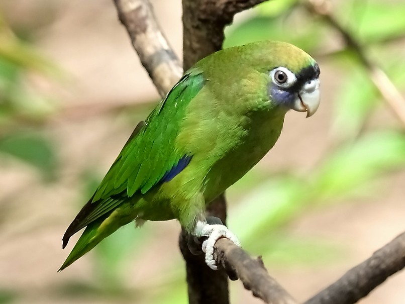 Scarlet-shouldered Parrotlet - Lorenzo Calcaño