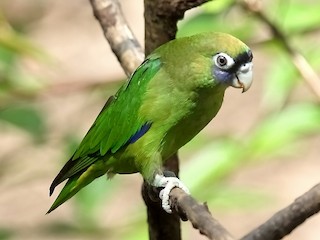  - Scarlet-shouldered Parrotlet