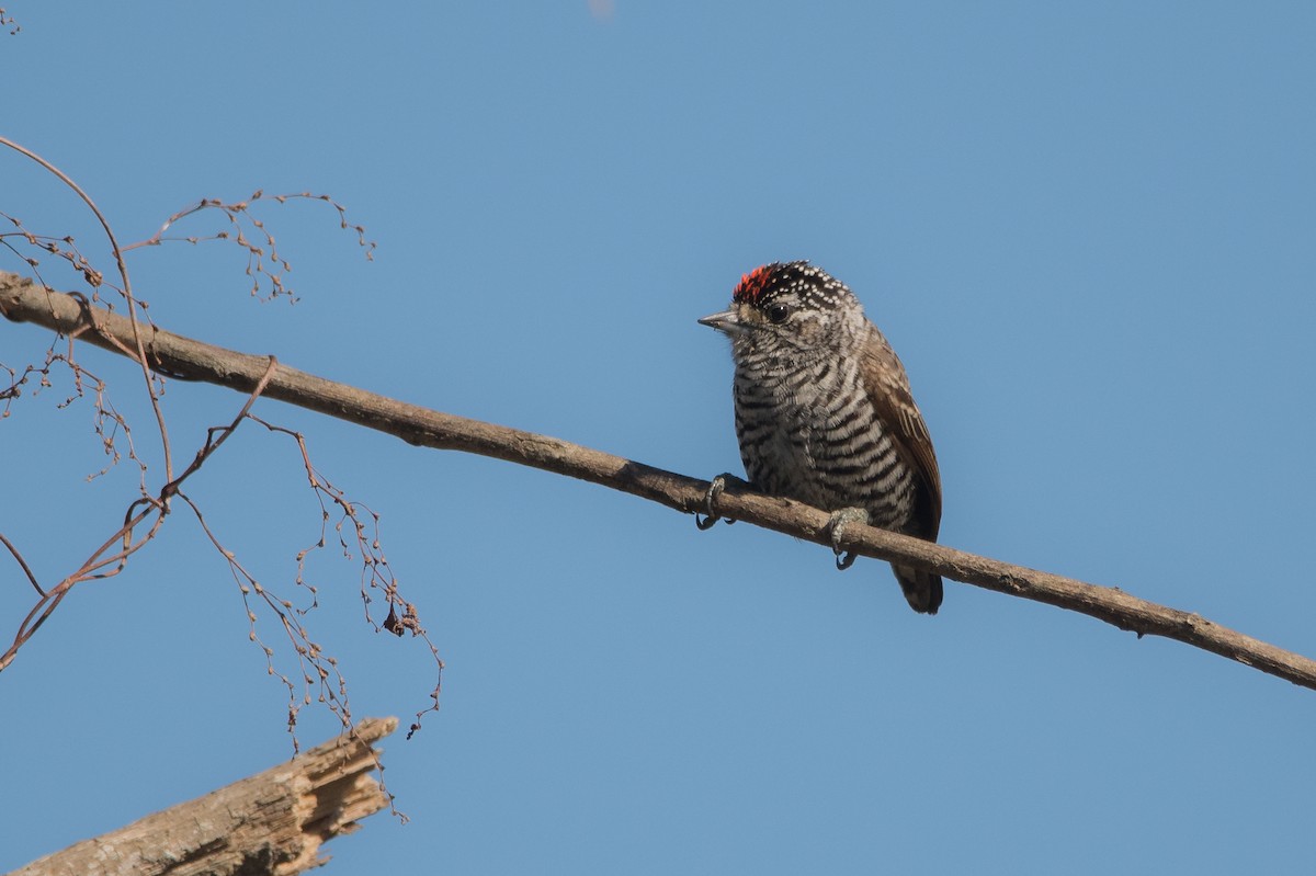 White-barred Piculet - ML172608991