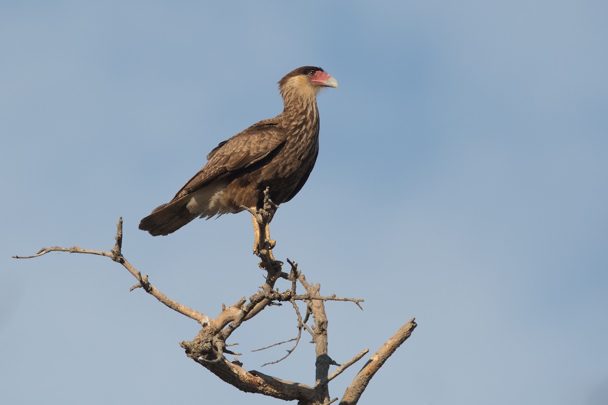 Crested Caracara (Southern) - ML172609061