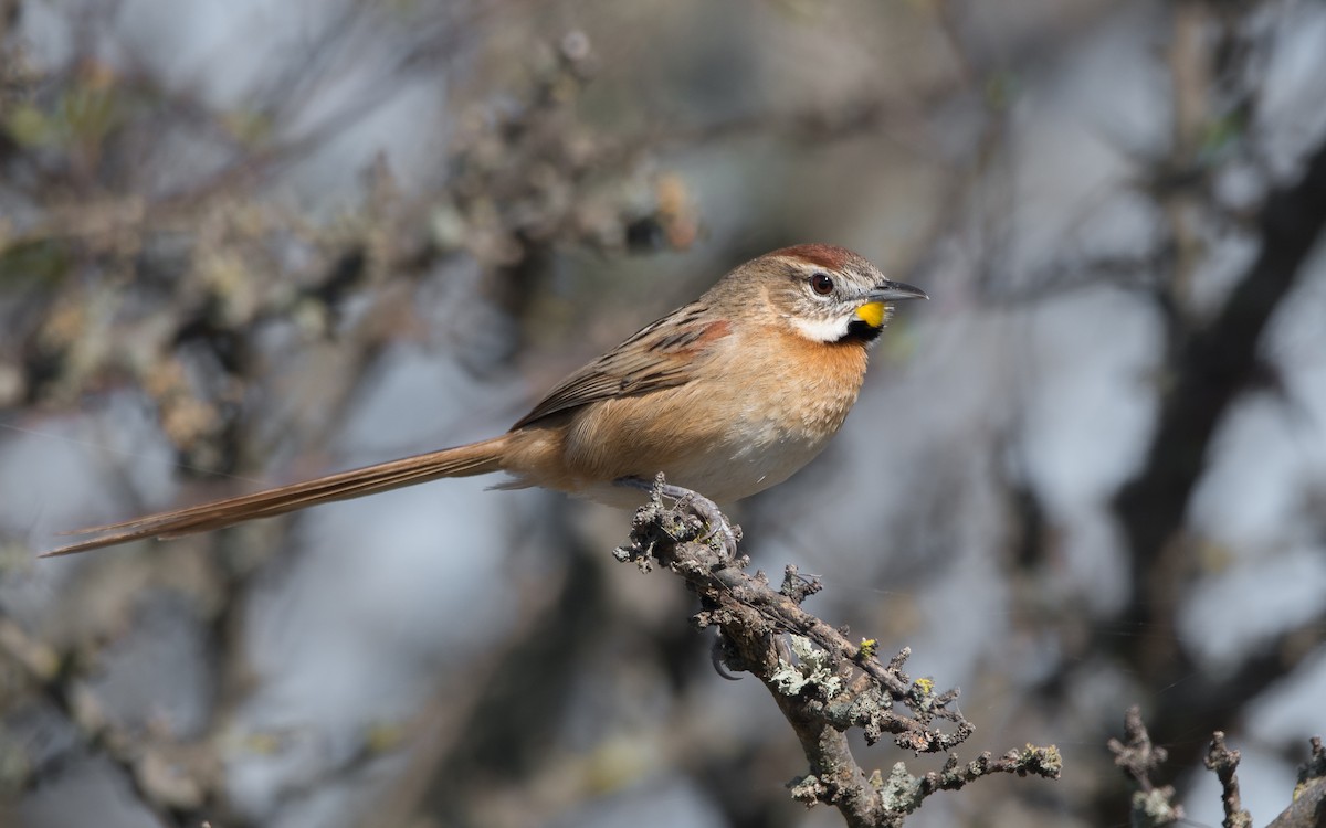 Chotoy Spinetail - ML172609291