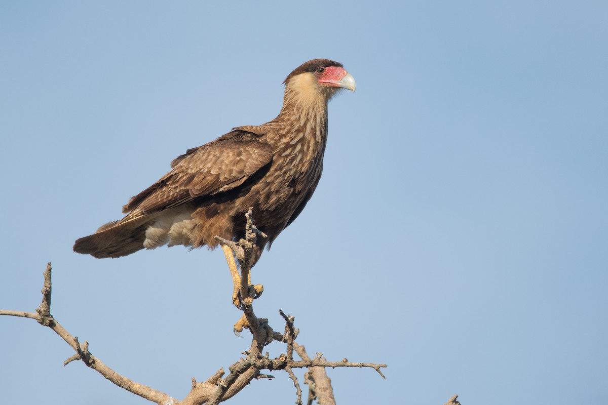 Crested Caracara (Southern) - Pablo Re