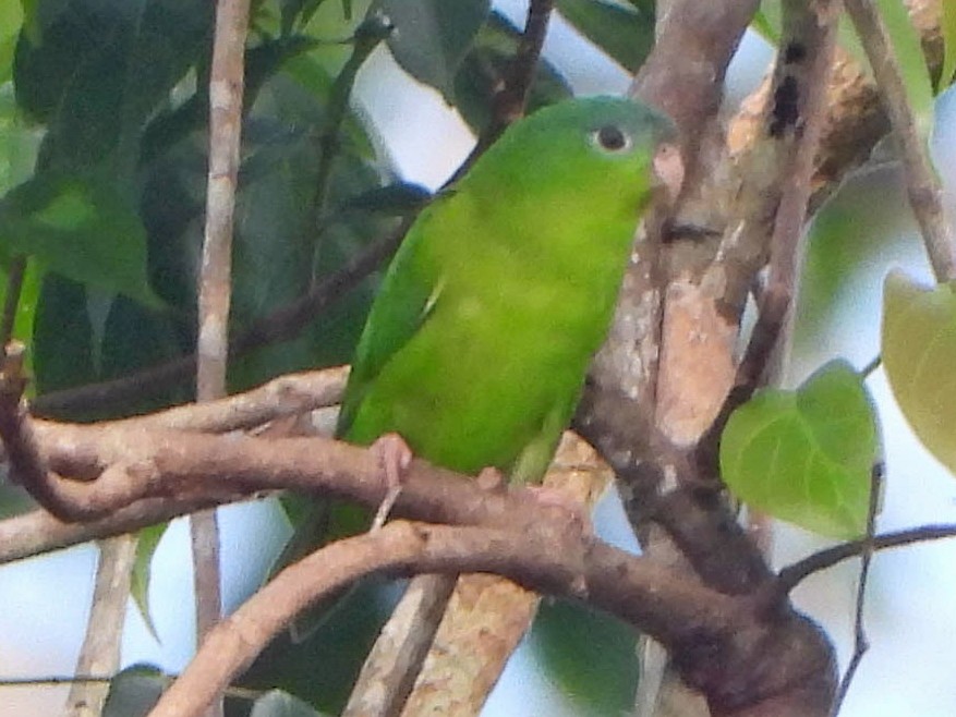 amazonian parrotlet