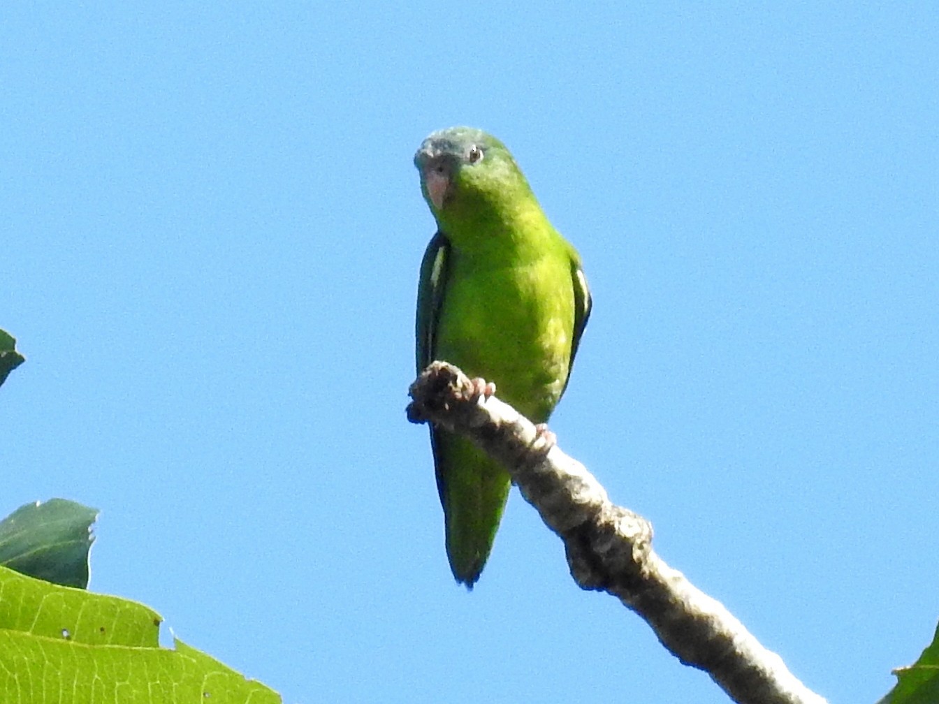Amazonian Parrotlet - Fernando Angulo - CORBIDI