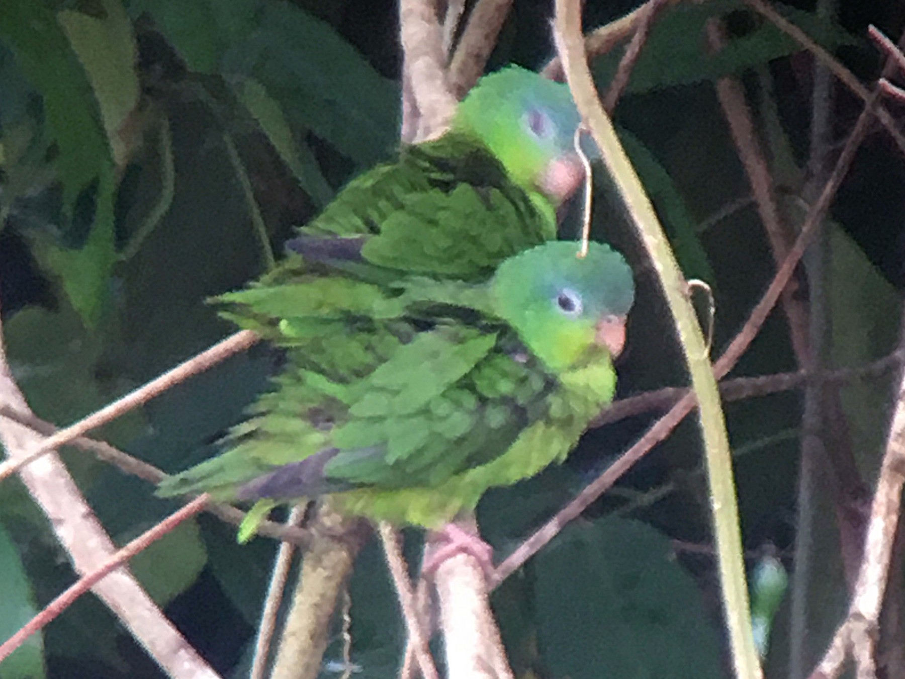 Amazonian Parrotlet - Charles Duncan