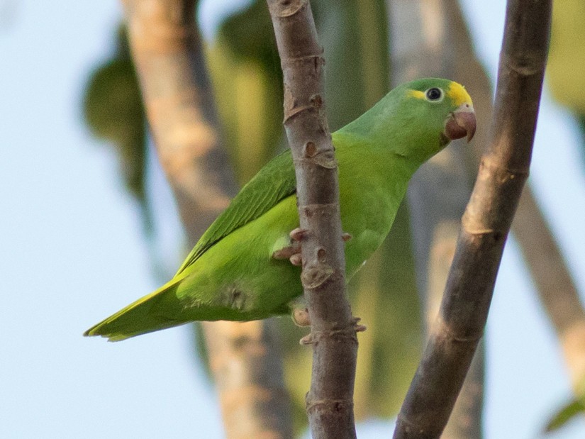 Tui Parakeet - Tom Johnson