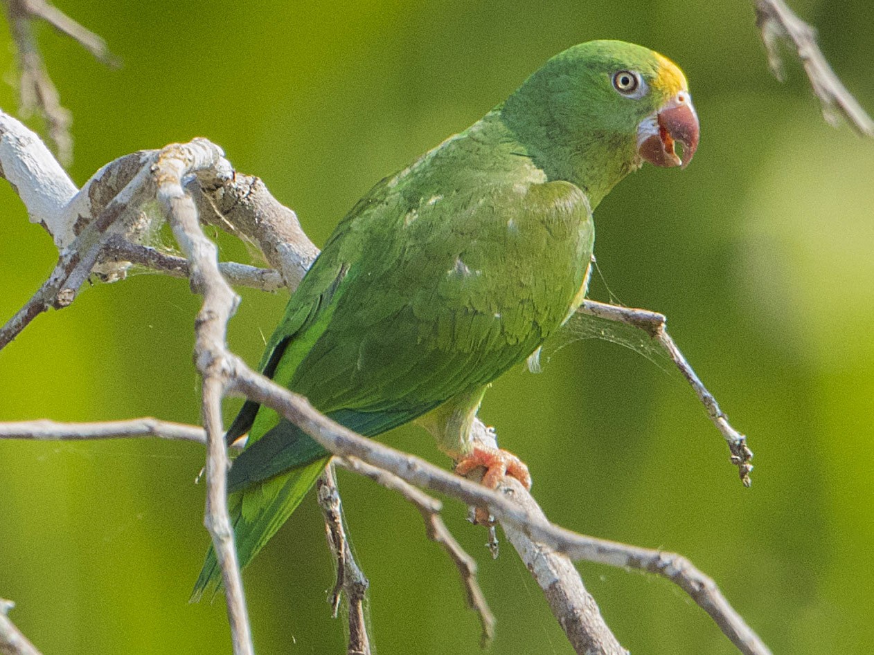 キボウシミドリインコ Ebird