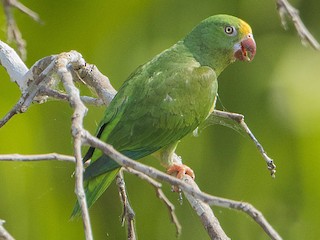キボウシミドリインコ - eBird