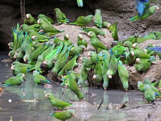  - Cobalt-winged Parakeet