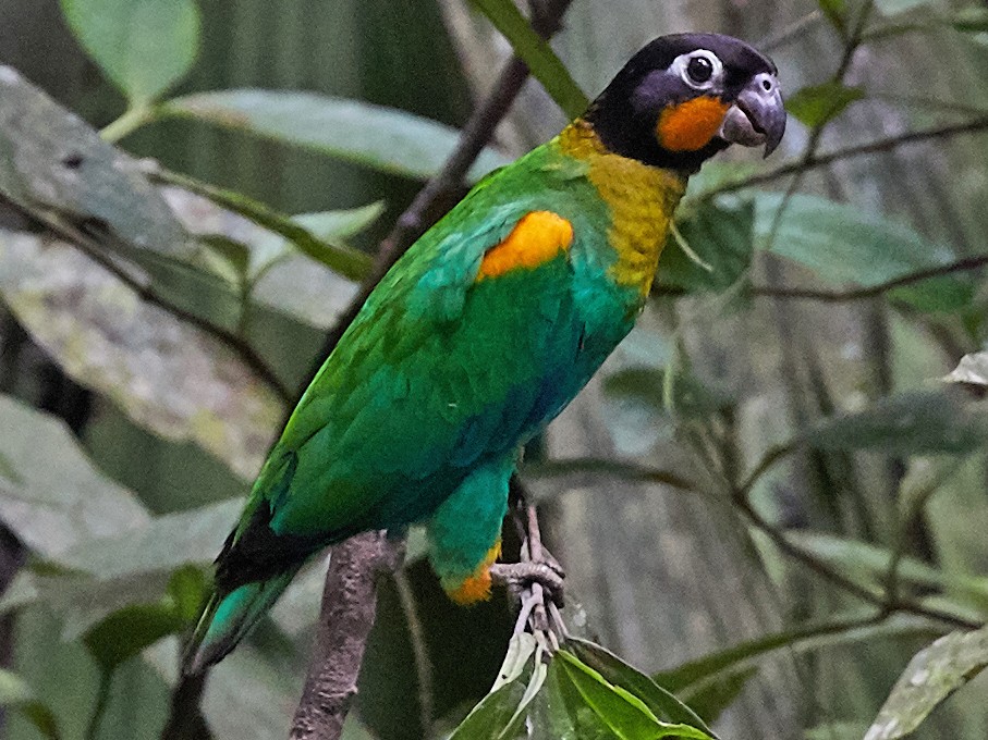 Oraпge-cheeked Parrot - eBird