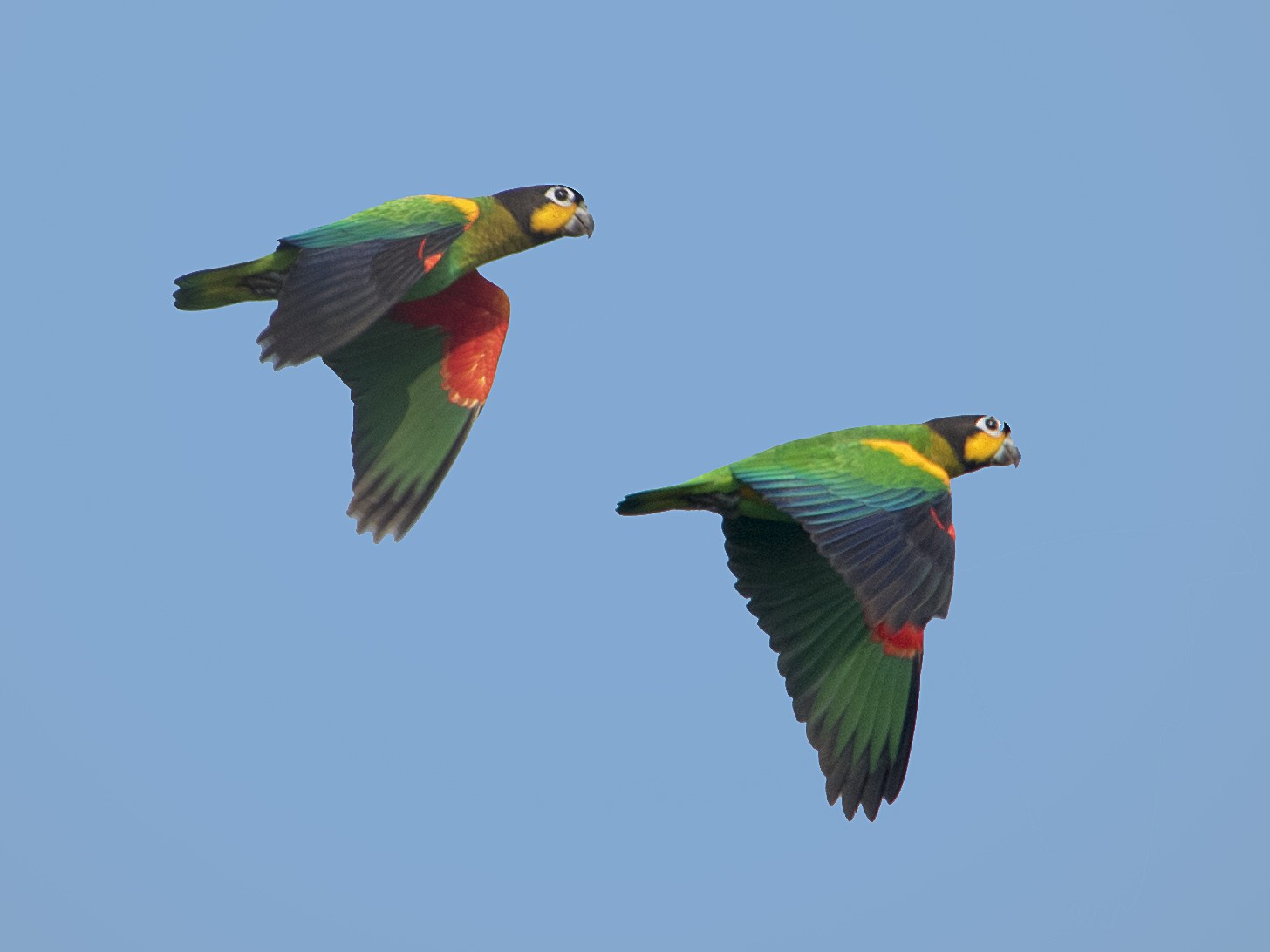 Orange-cheeked Parrot - Bradley Hacker 🦜