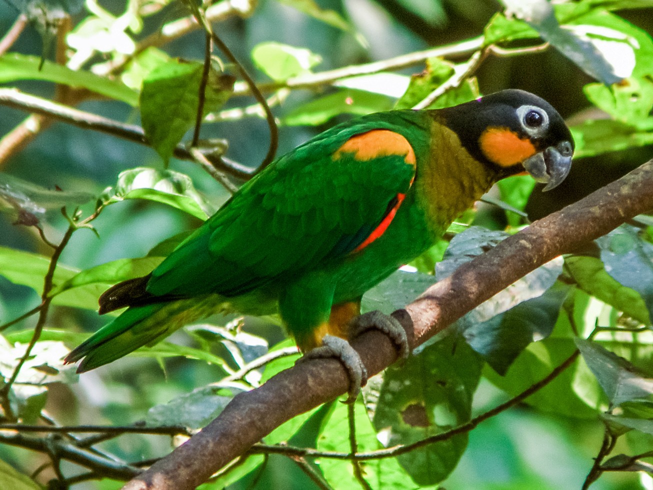 Oraпge-cheeked Parrot - eBird