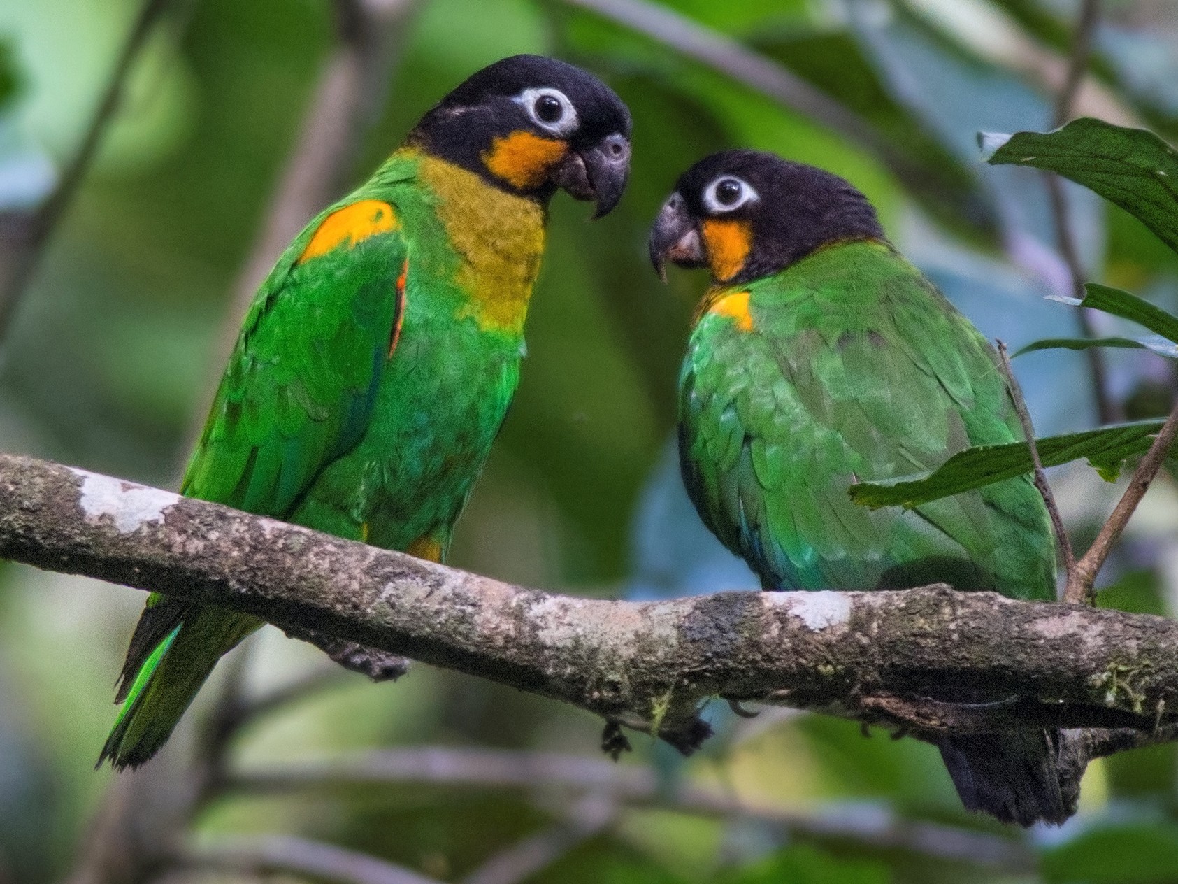 Oraпge-cheeked Parrot - eBird