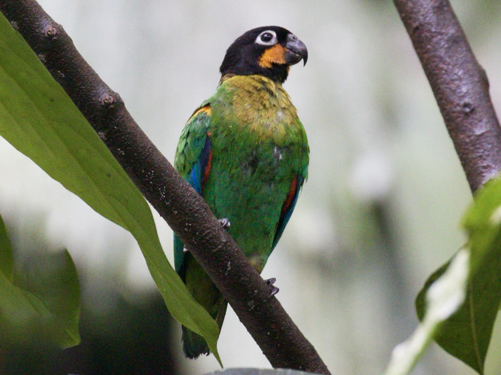 Oraпge-cheeked Parrot - eBird