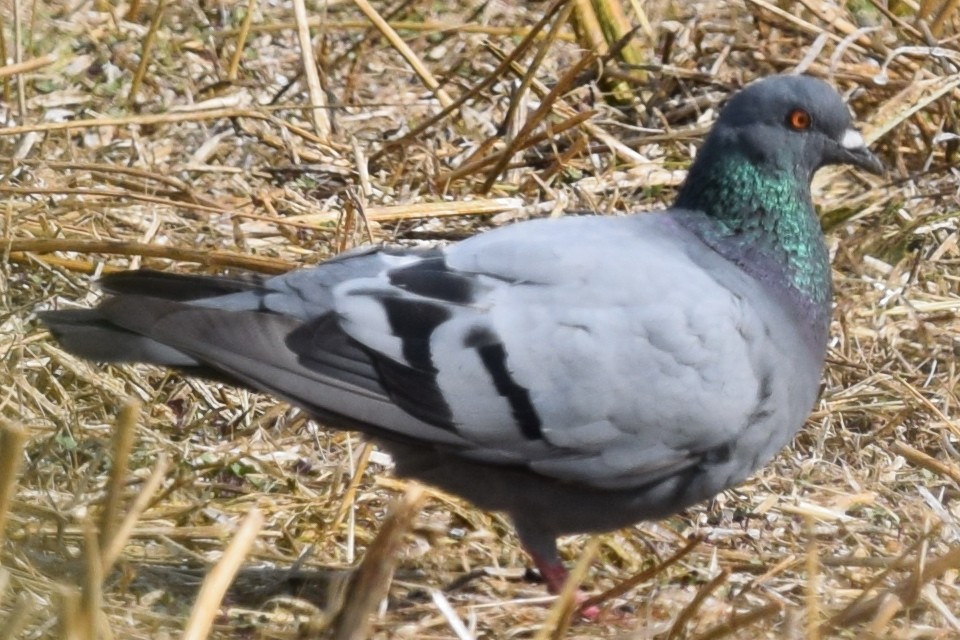 Rock Pigeon (Wild type) - ML172617561