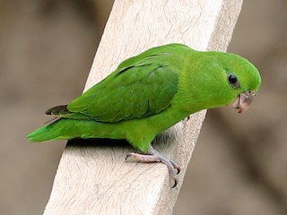  - Dusky-billed Parrotlet