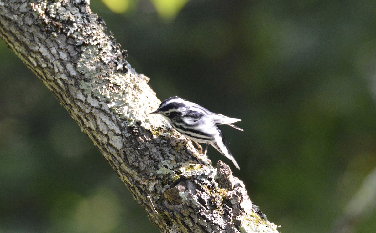 Black-and-white Warbler - ML172620721