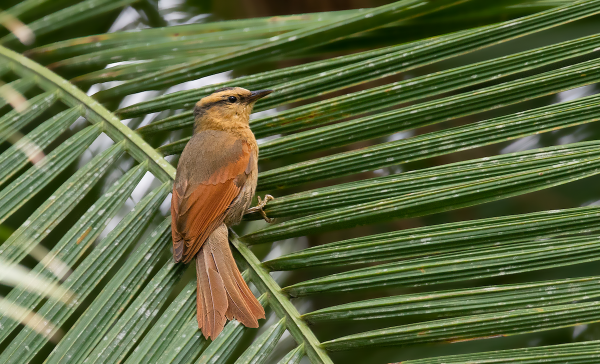 Buff-fronted Foliage-gleaner - ML172621191